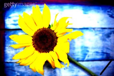 Oo Une fleur au bouquet oO